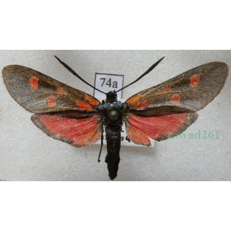 Zygaena lonicerae (Scheven, 1777) Greece74a